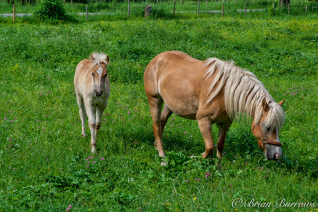 Horse and Foal-Schwangau