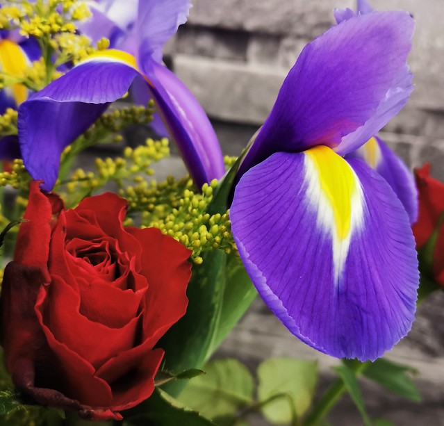 Purple Iris and Deep Red Rose