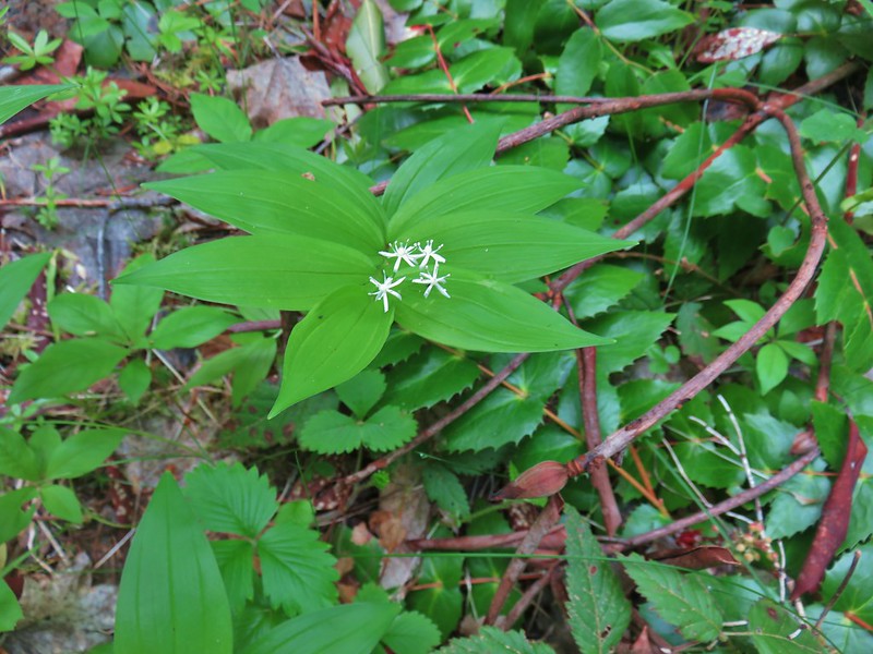 Star flowered solmonseal