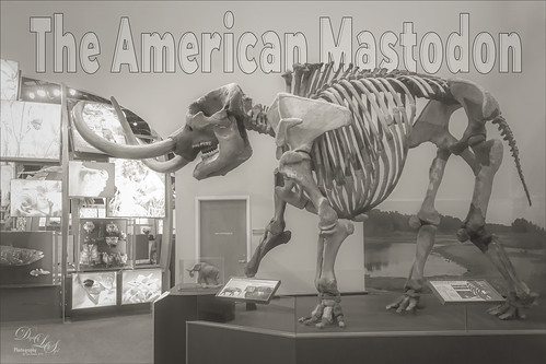 Image of the mastodon exhibit at the Florida Museum of Natural History in Gainesville, Florida. 