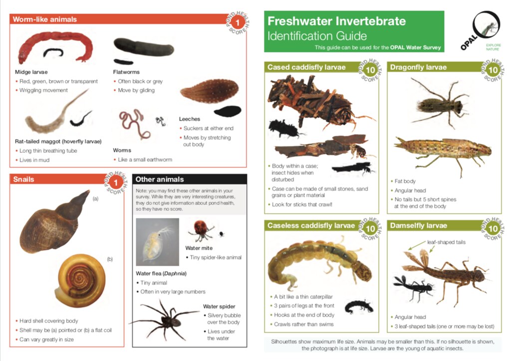 larvae identification
