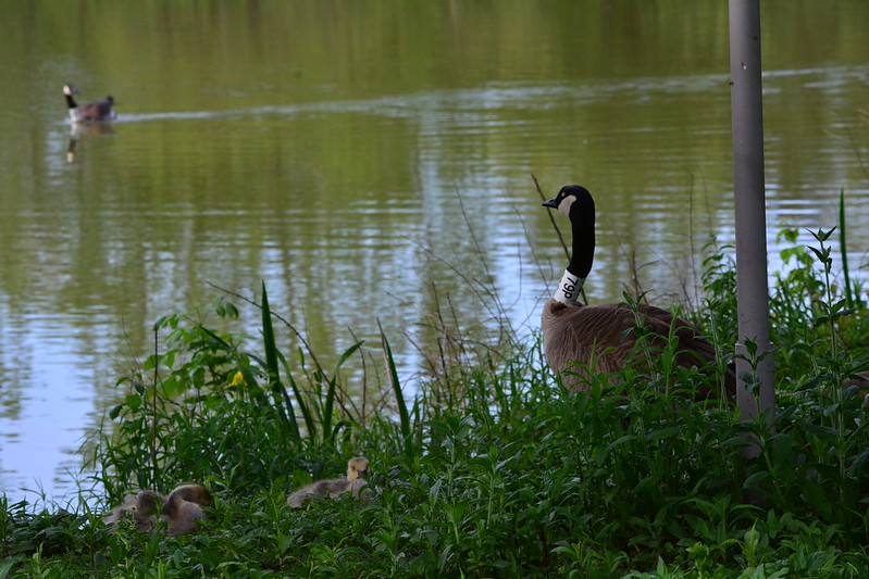 79P = female Canada goose with six goslings