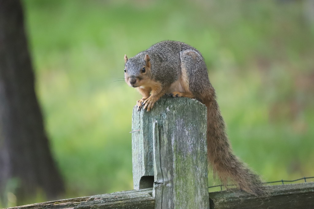 Backyard Red & Fox Squirrels (Ypsilanti, Michigan) - May 26th, 2020