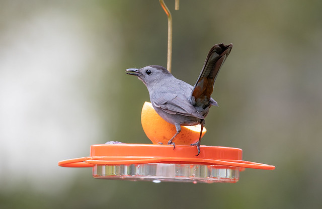 Gray Catbird at oriole feeder