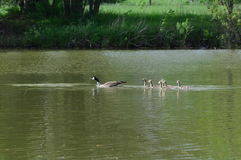92P heading north with six goslings