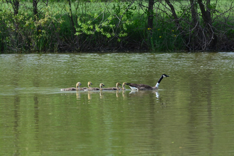 92P heading south with six goslings