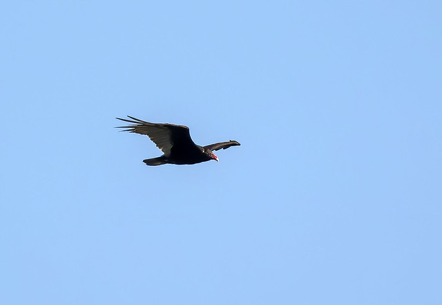 Turkey vulture / Kalkúnahrævi (Cathartes aura)