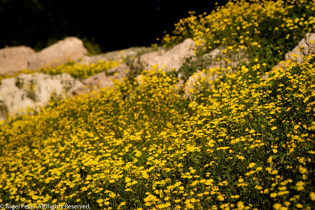 Wadi - Wild Flowers