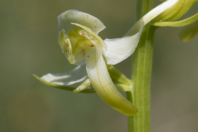 Platanthère à fleurs verdâtres (Platanthera chlorantha)
