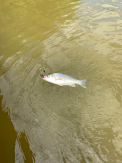 Photo of white perch being caught