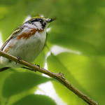 Chestnut-Sided Warbler