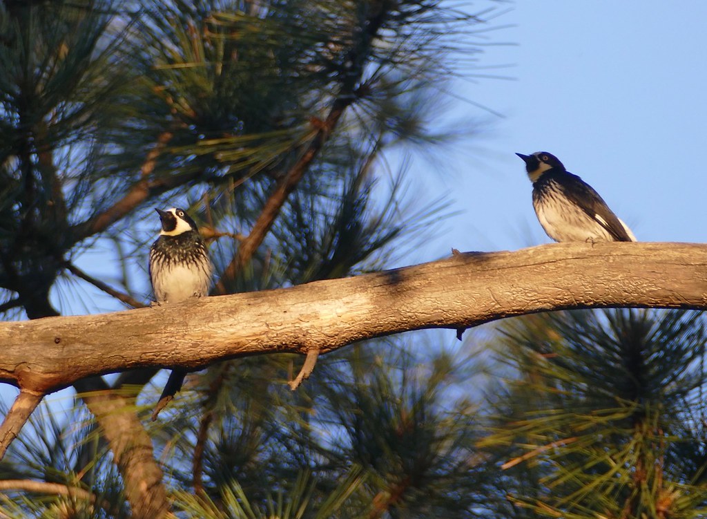 Acorn woodpeckers