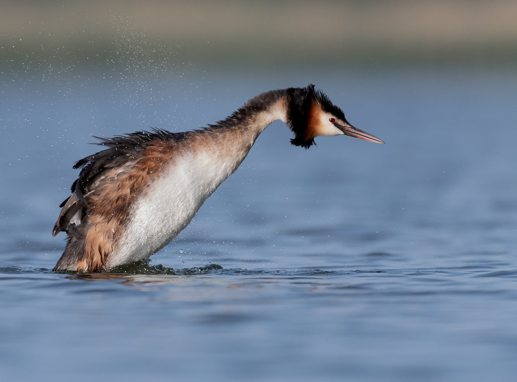 Fuut, Great Crested Grebe