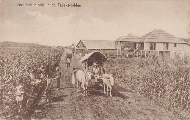 Medan - Tobacco fields with assistents house, 1916