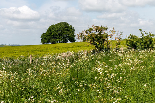wiltshire landscape unesco worldheritagesite footpath trail field barley cowparsley fence hedge tree aonb northwessex