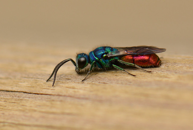Ruby-tailed wasp