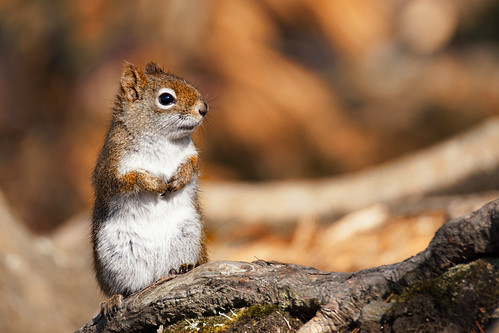 On alert | by juanita nicholson