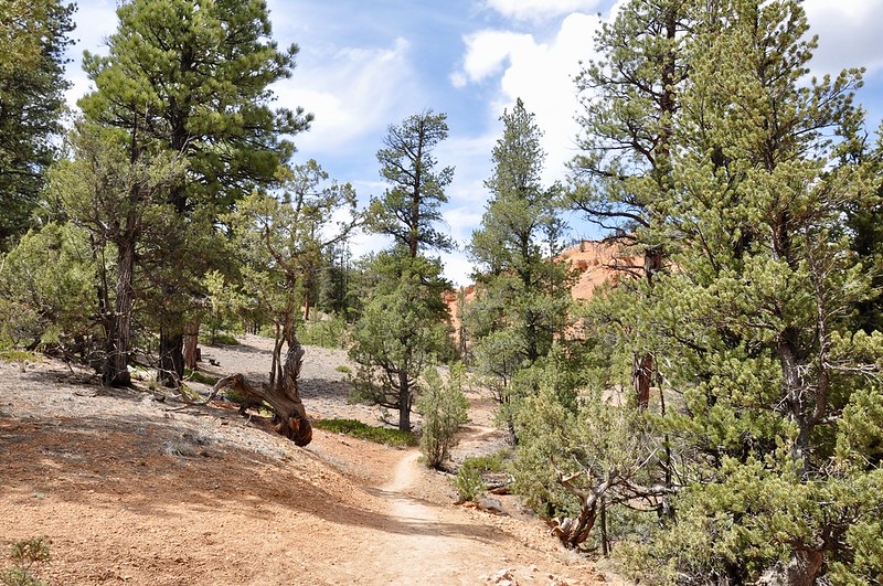 Cassidy Trail To Rich Trail ~ Red Canyon