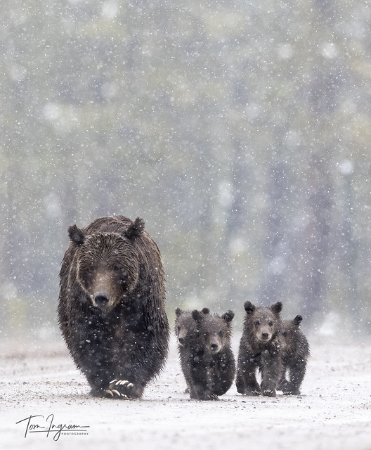 Grizzly 399 with her quadruplets (explored 5-28-20)