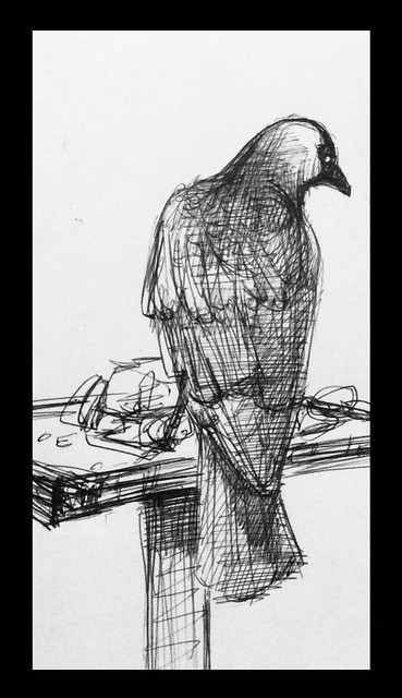 Jackdaw on the bird table, today. Ballpoint pen drawing by jmsw. Just for fun.