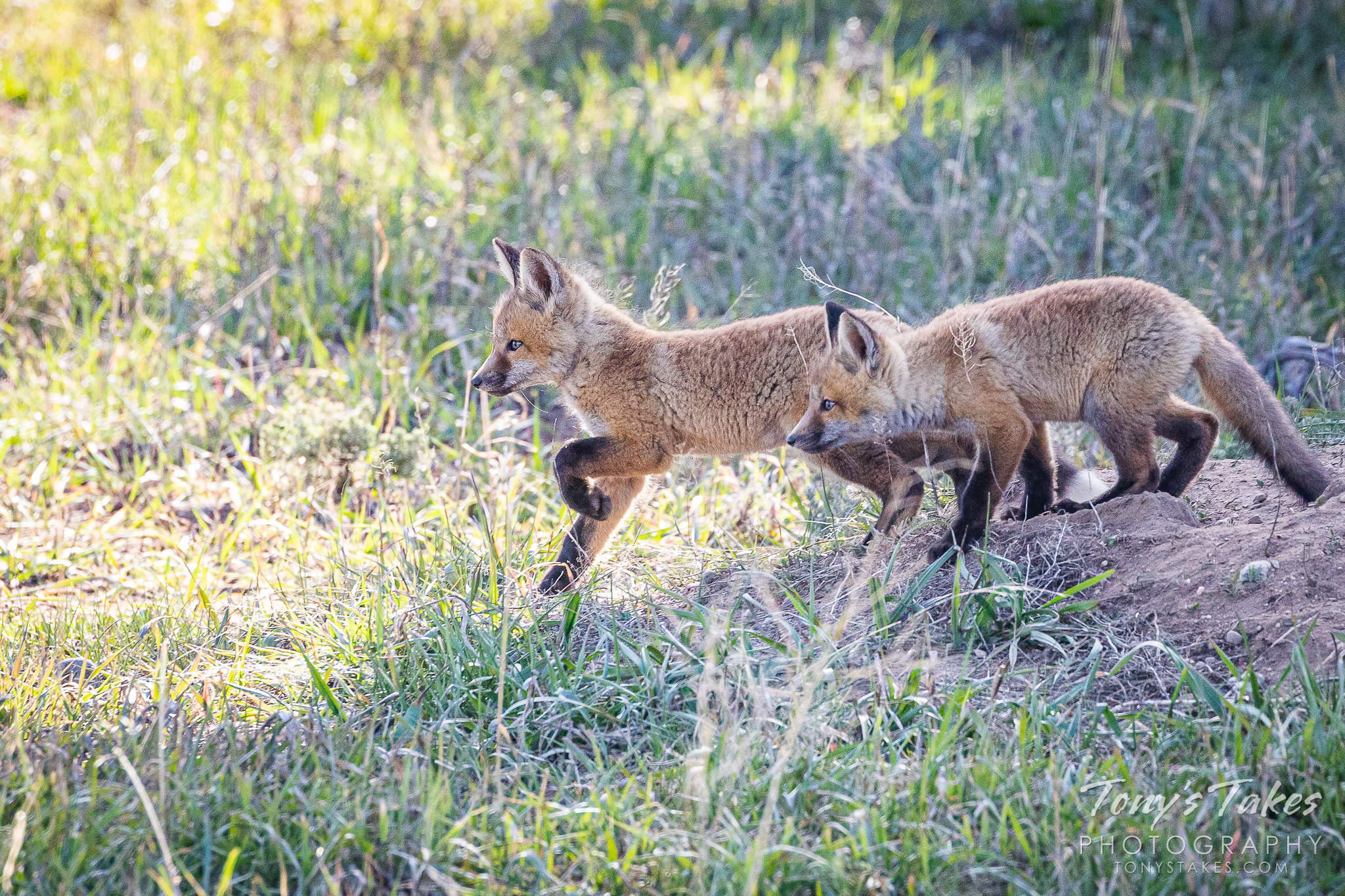 Red fox kits keep close watch on a nearby magpie. (© Tony's Takes)