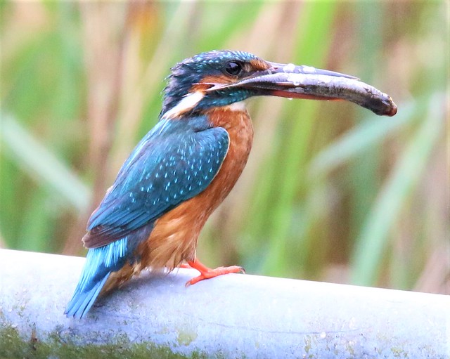 female kingfisher with food for its young