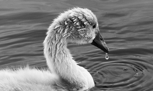 Swan Family 029 | by byronv2