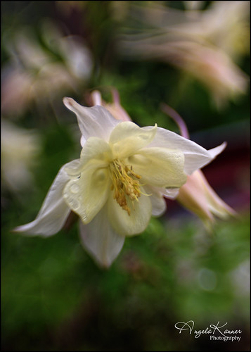 Garden Whites.... | by angelakanner
