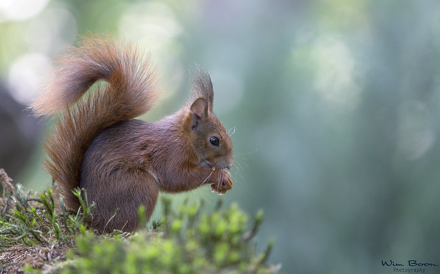 Red Squirrel - Rode eekhoorn