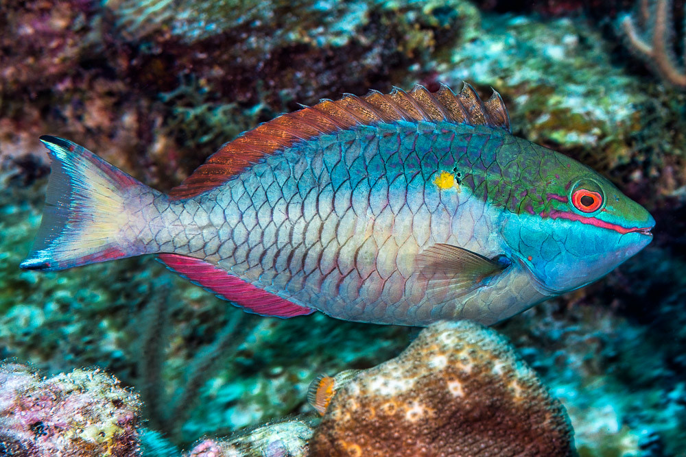 Redband parrotfish, terminal phase - Sparisoma aurofrenatum