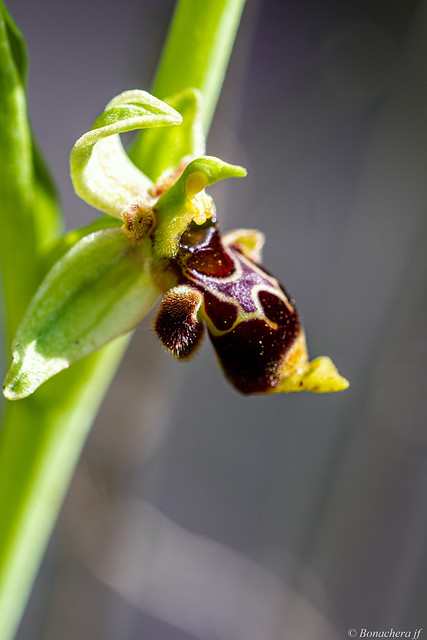 Ophrys conradiae-02