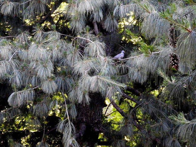 DSCN9281 Columba palumba, che ha il nido su un pino vicino