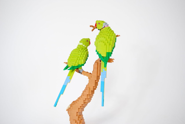 Ring-Necked Parakeets