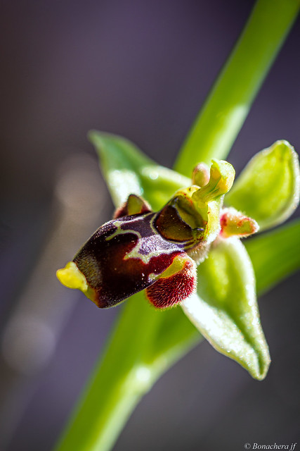 Ophrys conradiae-03