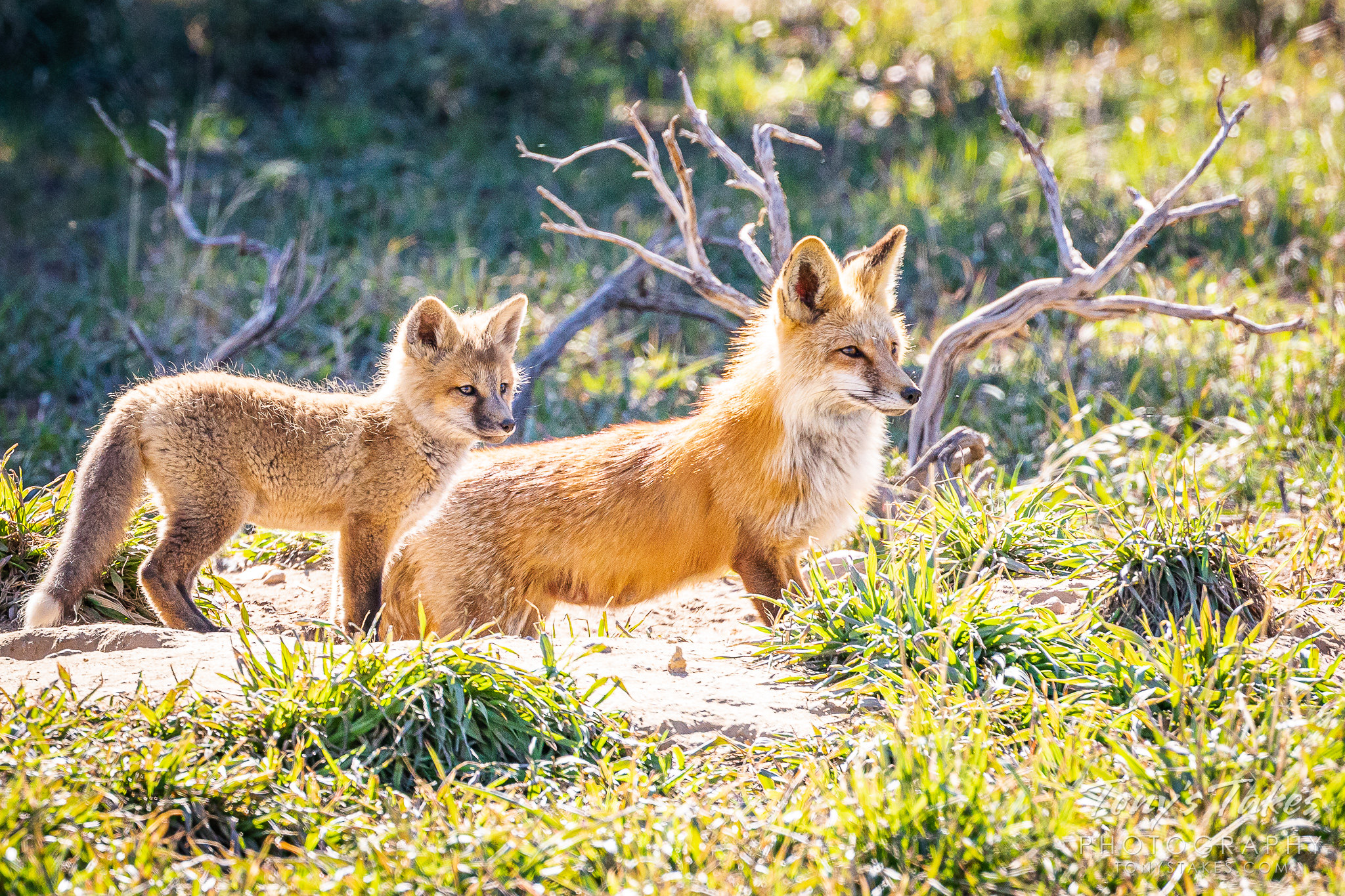 Red fox kit stands watch with mama