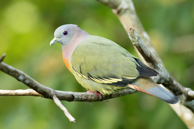 Pink-necked Green-Pigeon (Treron vernans)