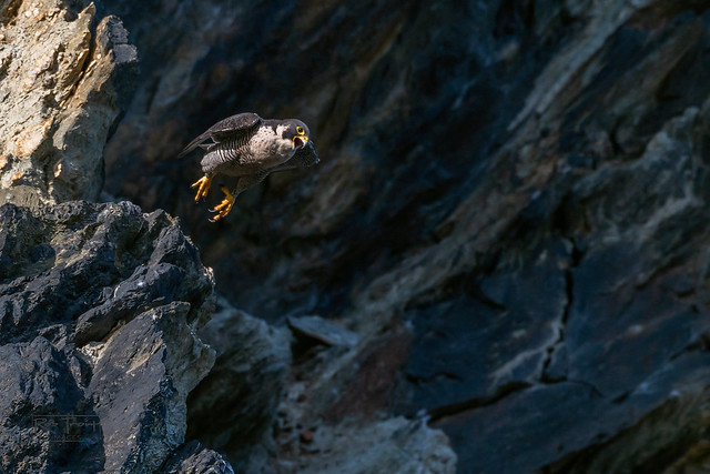 Peregrine falcon. Into action
