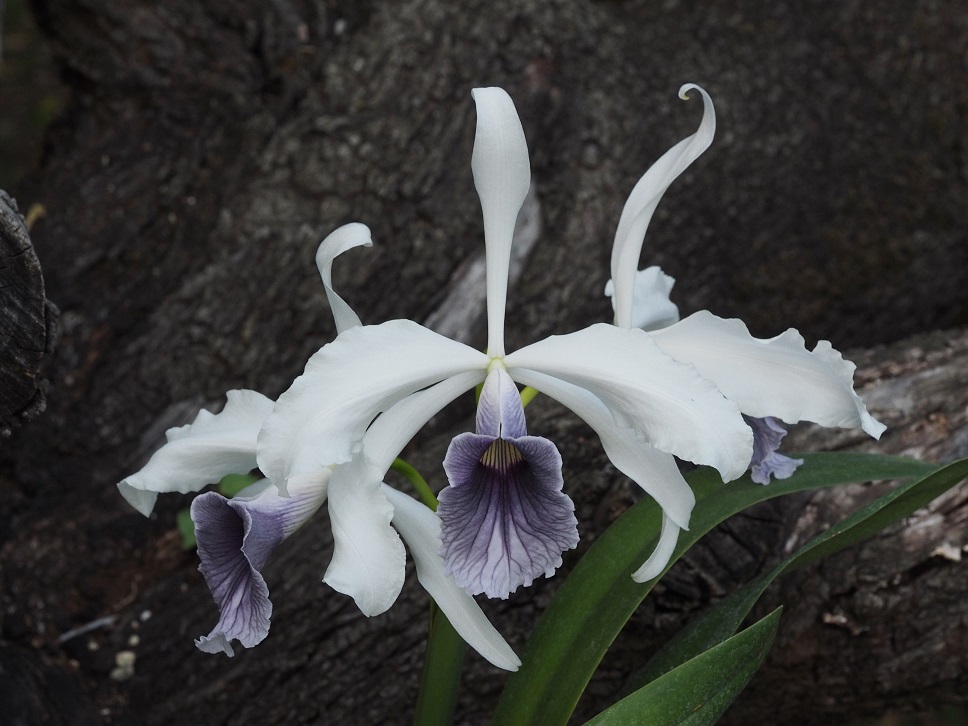 Cattleya purpurata f. coerulea (ardosia) 49943186781_068d3c0591_o