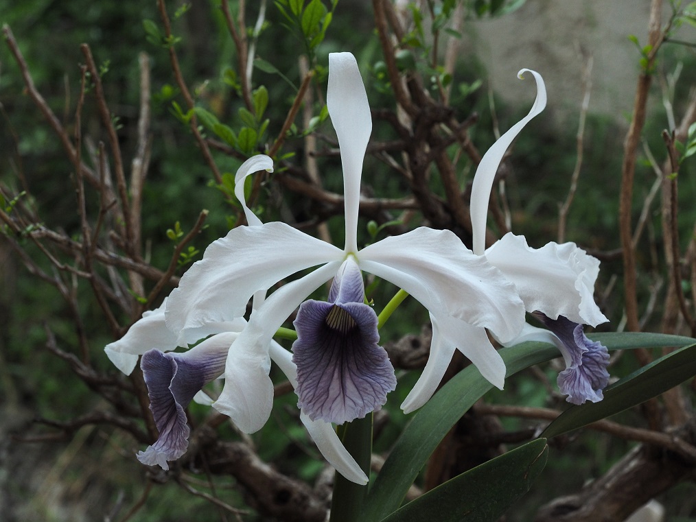 Cattleya purpurata f. coerulea (ardosia) 49943483602_03987f8528_o