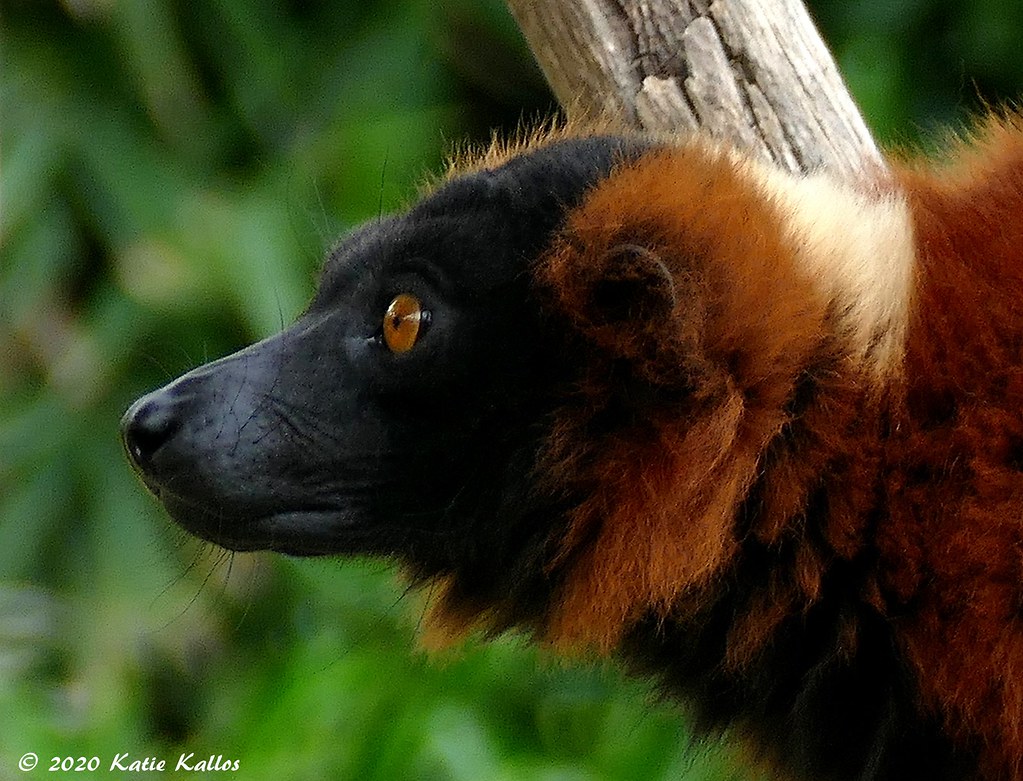 Red Ruf 2019-04 (410) Red Ruff Lemur -