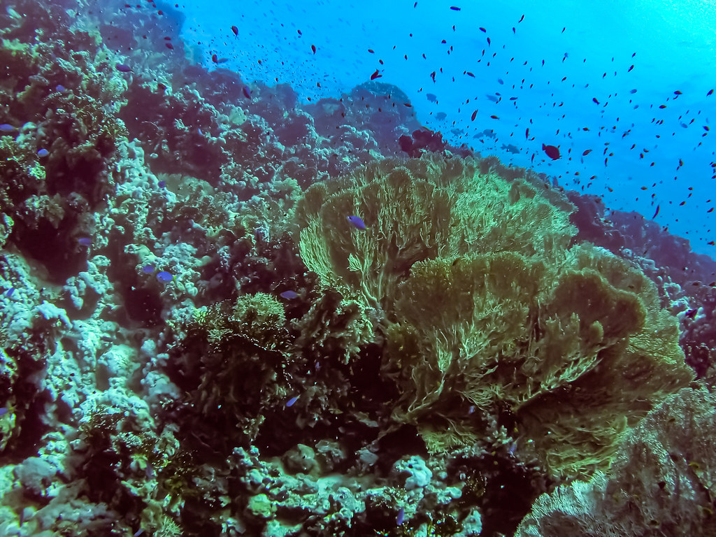 Coral Reefs | Red Sea | Prashanth Raghavan | Flickr