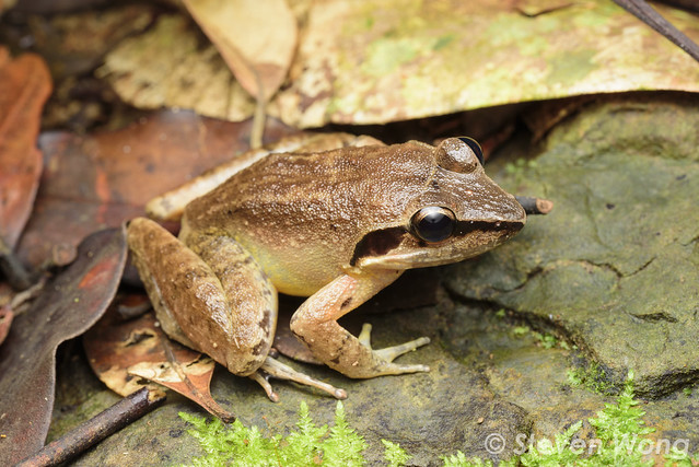 Lesser Swamp Frog - Limnonectes paramacrodon