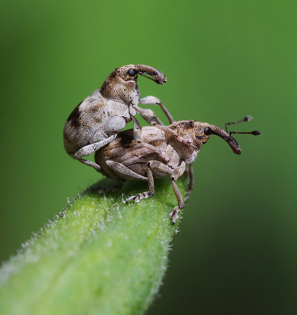 Weevils mating