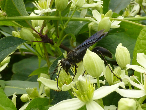 steelbluecrickethunter wasp insect