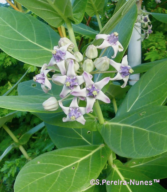 Crown Flower, Leiteiro, Suriname