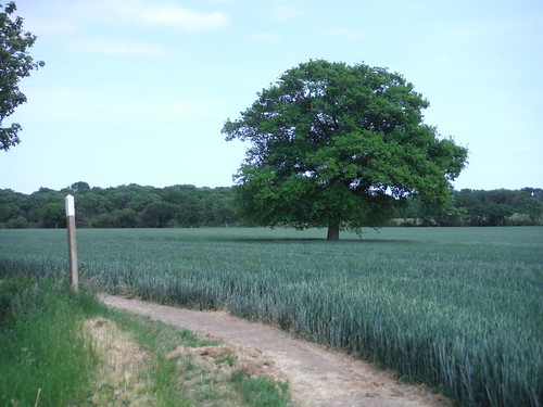 Tree in Field, south of Rettendon, where routes split SWC Walk 157 - Wickford to Battlesbridge or South Woodham Ferrers 