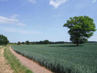 Tree in Field, south of Rettendon SWC Walk 157 - Wickford to Battlesbridge or South Woodham Ferrers 