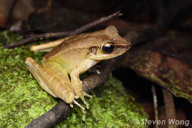 Slender Torrent Frog - Meristogenys jerboa