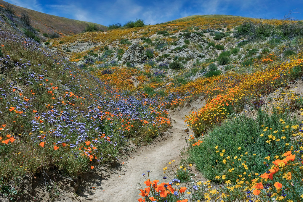 Trail through the wildflower and poppy covered hillside near Lancaster, California