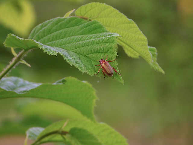 Six Legged May Beetle (June Bug)
